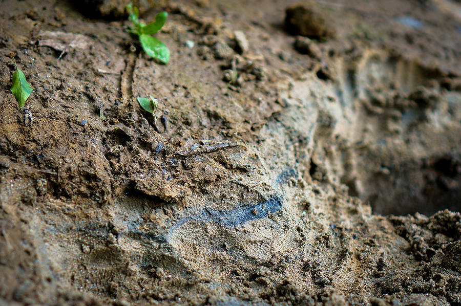 A broken drainage pipe at a Duke Energy coal ash pond spilled 39,000 tons of coal waste into North Carolina's Dan River in 2014, leaving ash in the sediment for miles along the river. Credit: Waterkeeper Alliance/CC-BY-ND-2.0